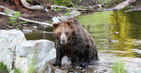 Tragedia w Kanadzie. Niedźwiedź zabił dwie osoby
