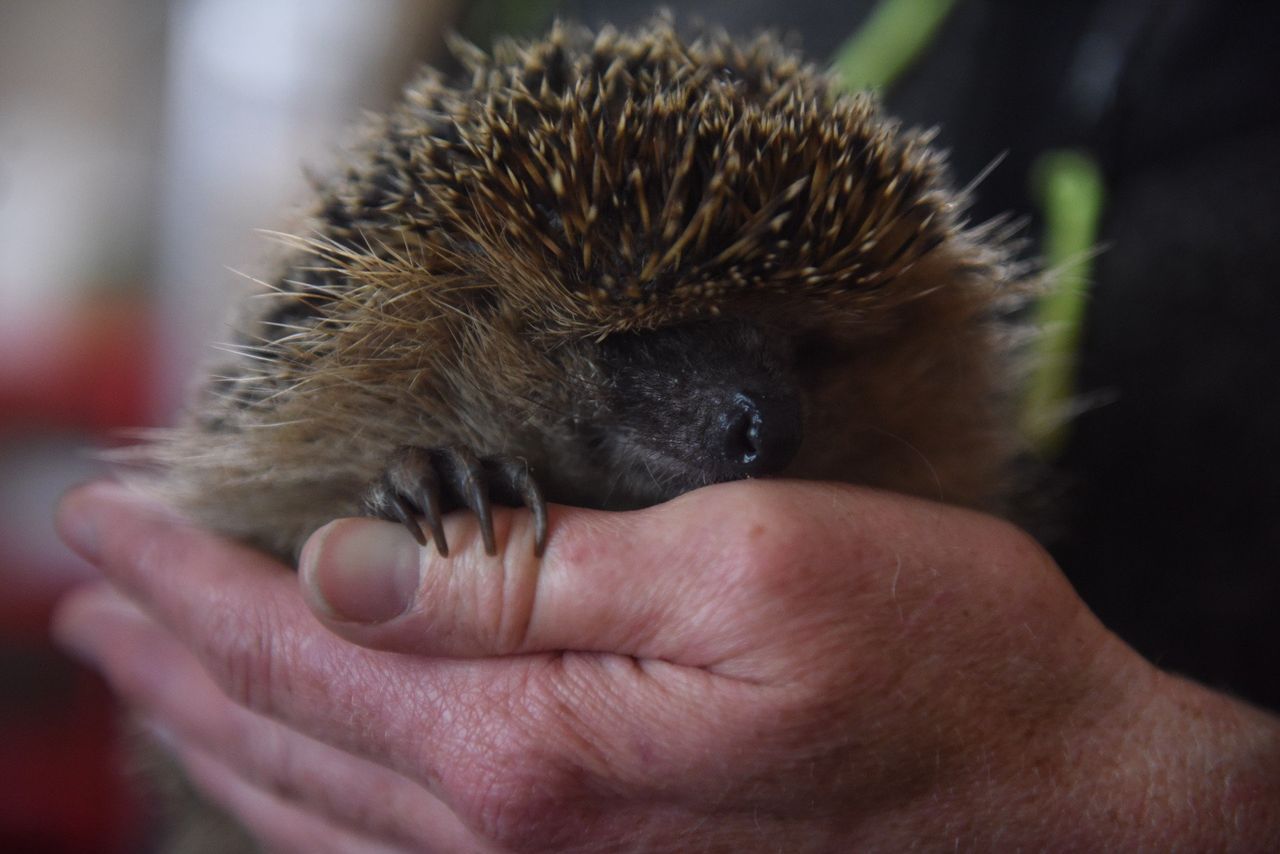 Kraków: Zima to najtrudniejsza pora roku. Pomóż jeżom przetrwać zimę