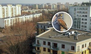 Osiedle walczy z mewami. Zatrudnili nietypowego "pracownika"