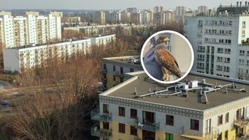 Osiedle walczy z mewami. Zatrudnili nietypowego "pracownika"