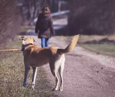 Zabiorą prawo jazdy za porzucenie zwierzęcia. Włoski wicepremier składa projekt ustawy