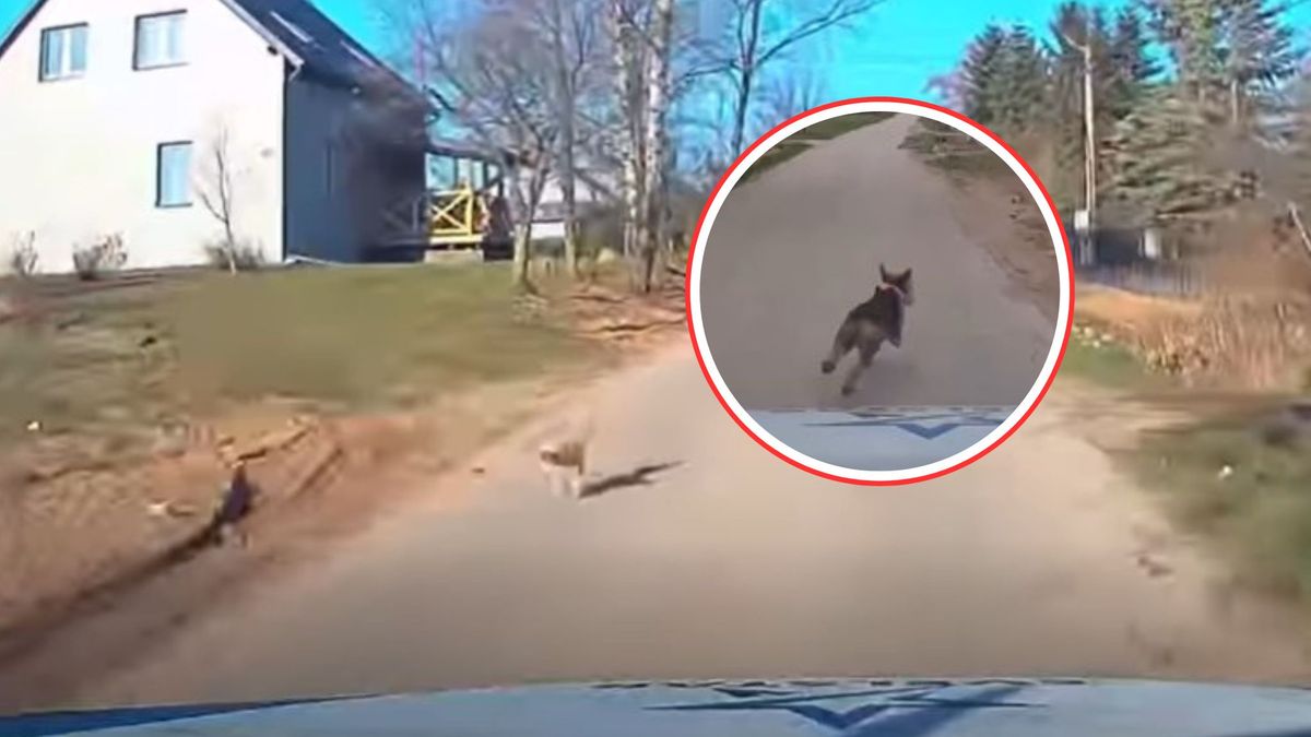 Pies wybiegł pod auto. Niebezpieczna sytuacja na drodze