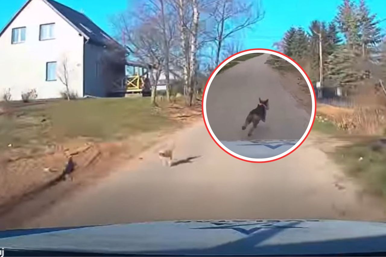 Ledwo wyhamowała. Pies wypadł na jezdnię. "Trzeba było przyspieszyć"