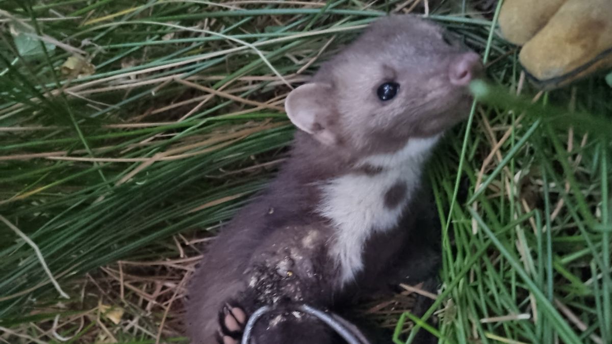 Tak potraktował kuny. 