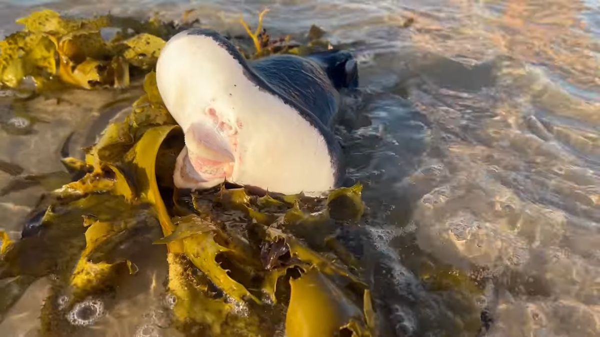 Biegacz znalazł dziwaczną kreaturę. “Usta jak u człowieka, skóra jak u rekina” 1
