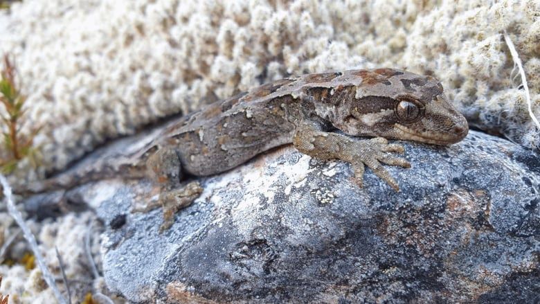 Cupola Gecko 