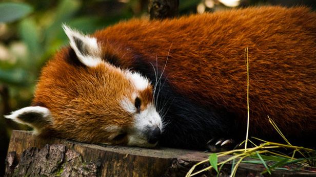 Firefox 5 Beta oficjalnie wydany. Co jest w nim nowego? 1