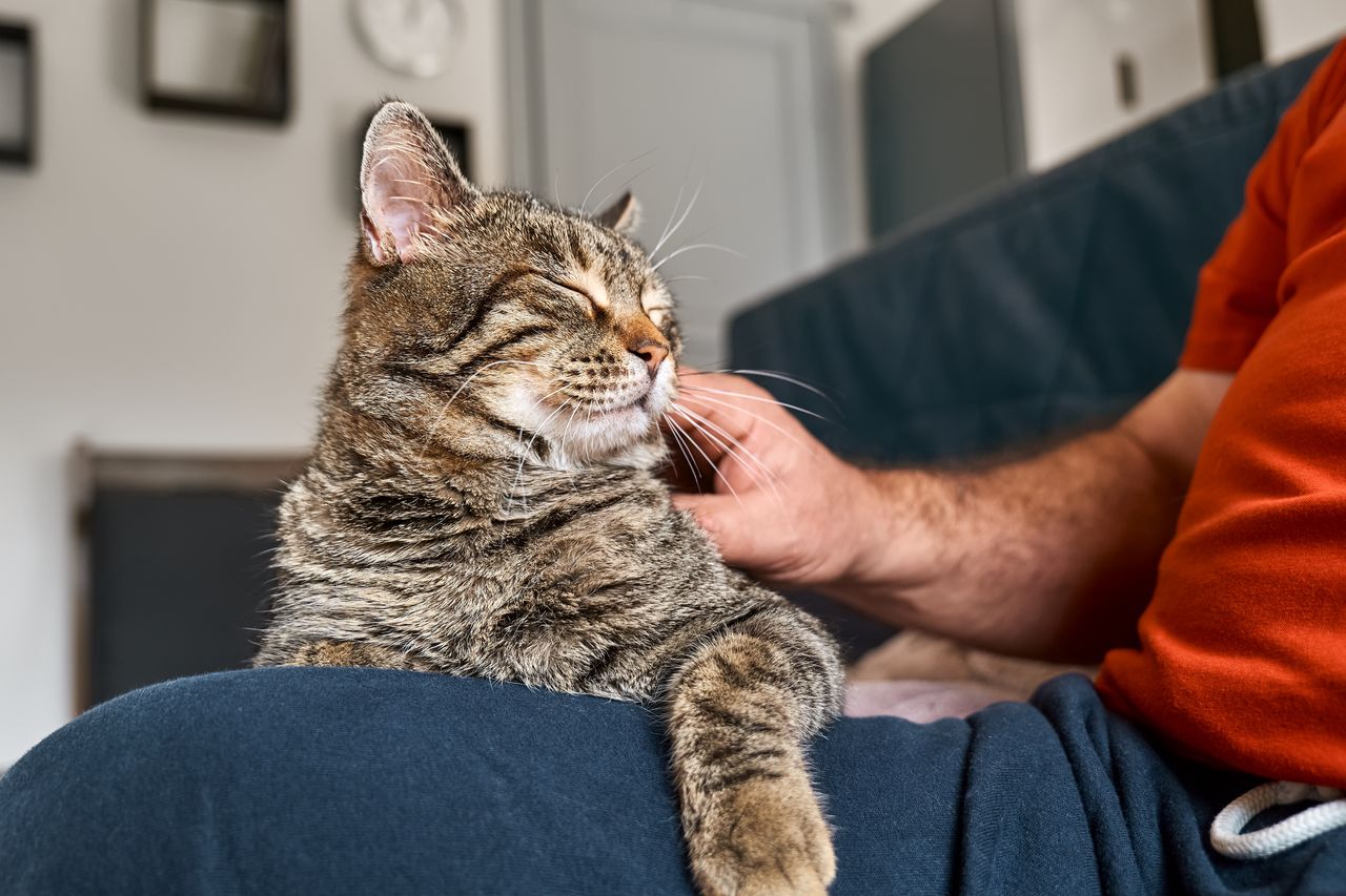 Deciphering the code. Understanding the intimate language of cat love