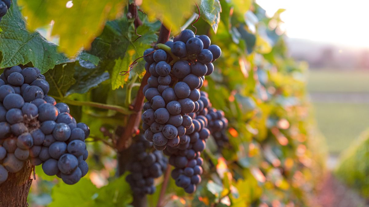 Lush Wine Grapes Clusters Hanging On The champagne
Lush Wine Grapes Clusters Hanging On The champagne
wilatlak villette