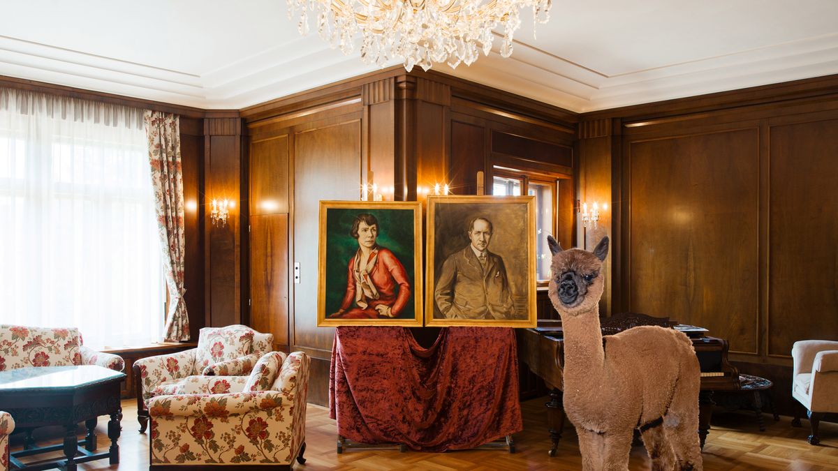 Alpaki "na salonach" sprawią, że się uśmiechniesz 1