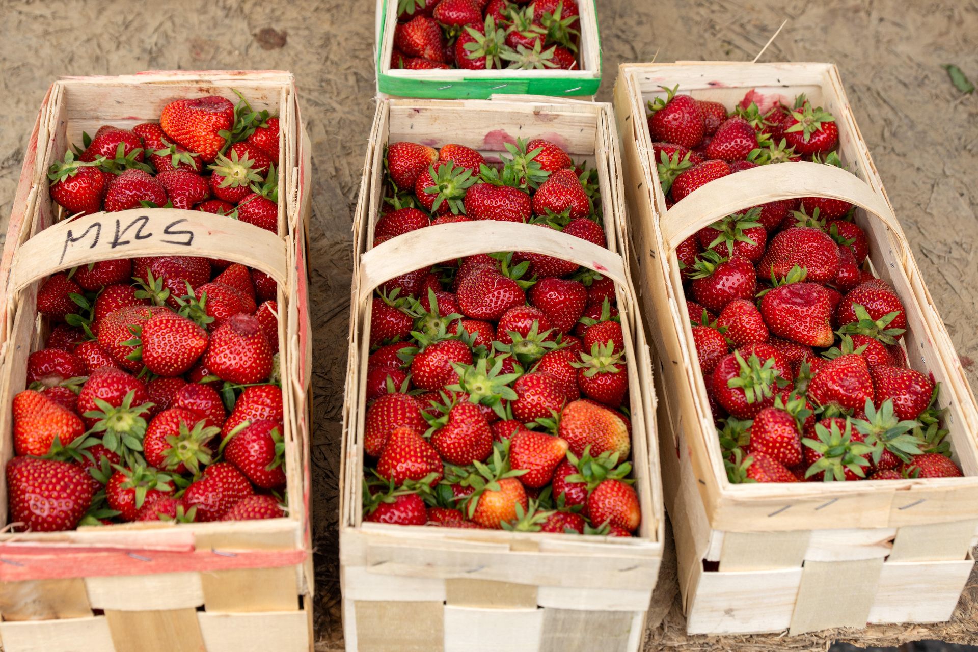 Wszyscy na nie czekają. Polskie truskawki już niedługo na straganach