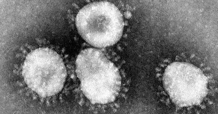 Koronawirus z Wuhan to dopiero początek. Zidentyfikowano sześć kolejnych typów