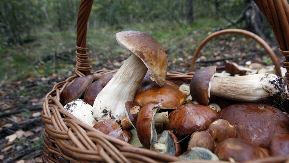 Grzybobranie to piękna tradycja i relaksująca forma spędzania czasu, ale tylko wtedy, gdy podchodzi się do niej z rozwagą i wiedzą.