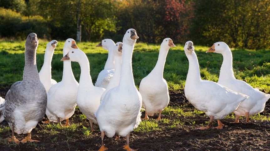 W Polsce istnieje kilka ras hodowlanych gęsi