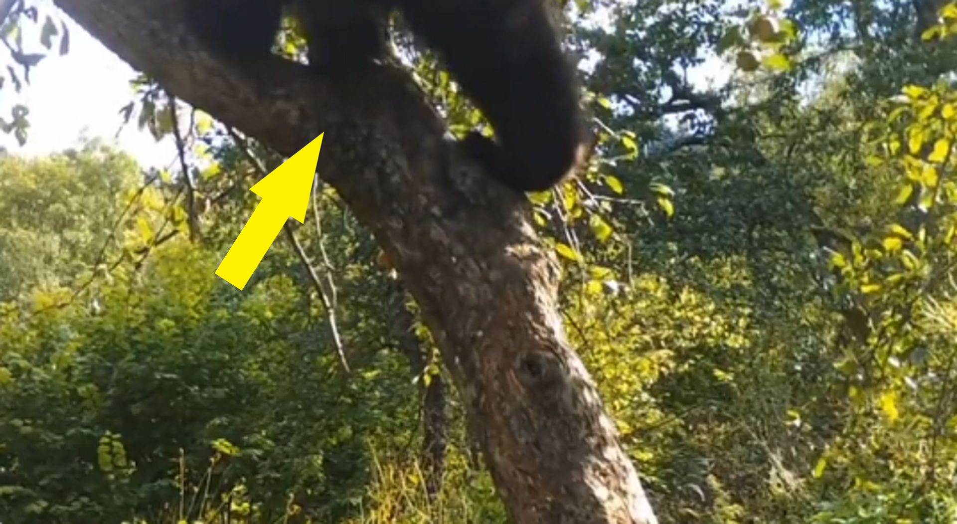 They recorded it in the Polish forest.  He grabbed a tree and climbed it – o2