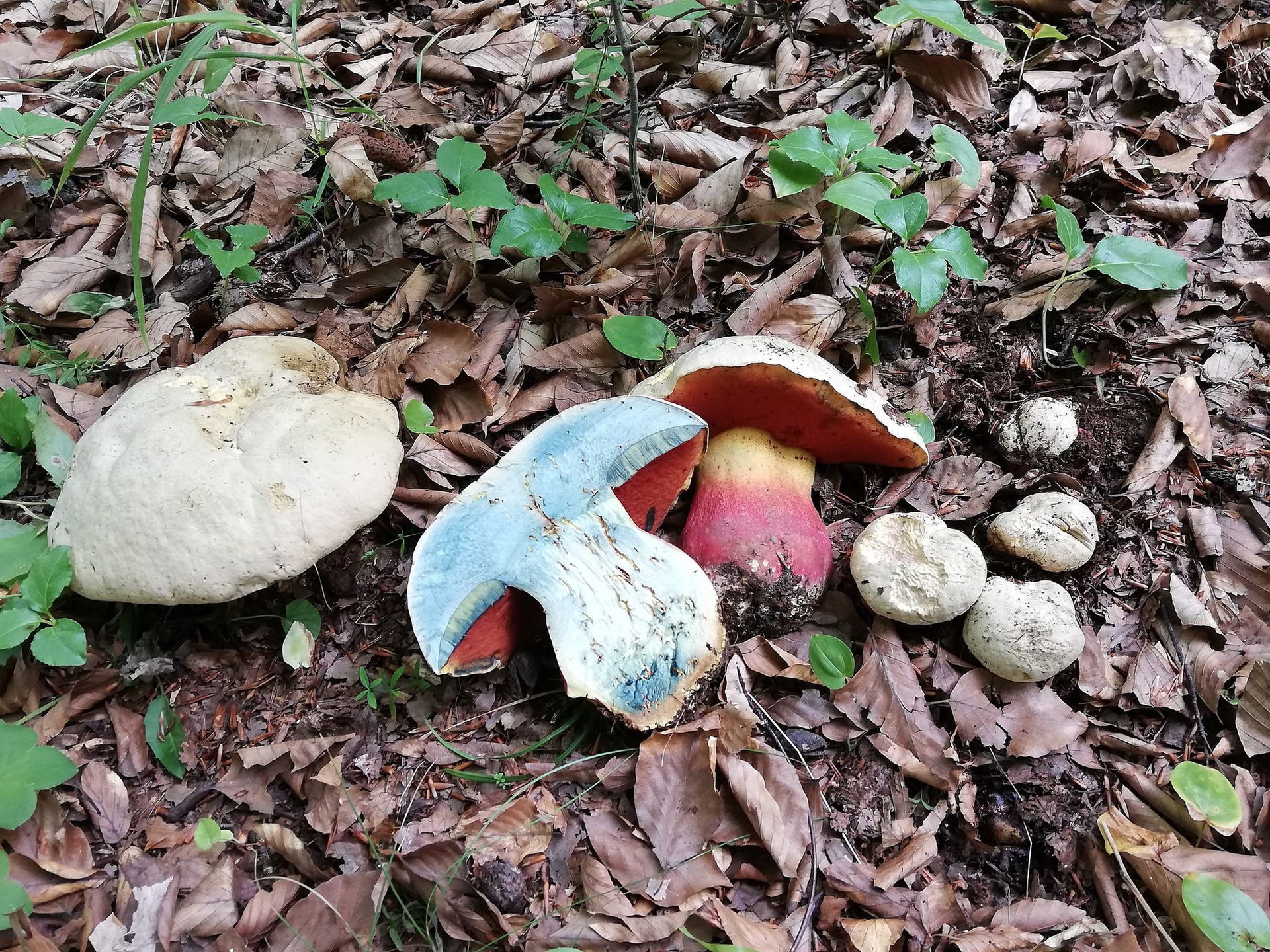 Trujący grzyb - borowik szatański