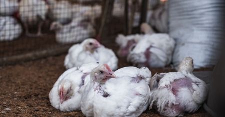 Ptasia grypa w woj. kujawsko-pomorskim. Tysiące ptaków zostanie zabitych