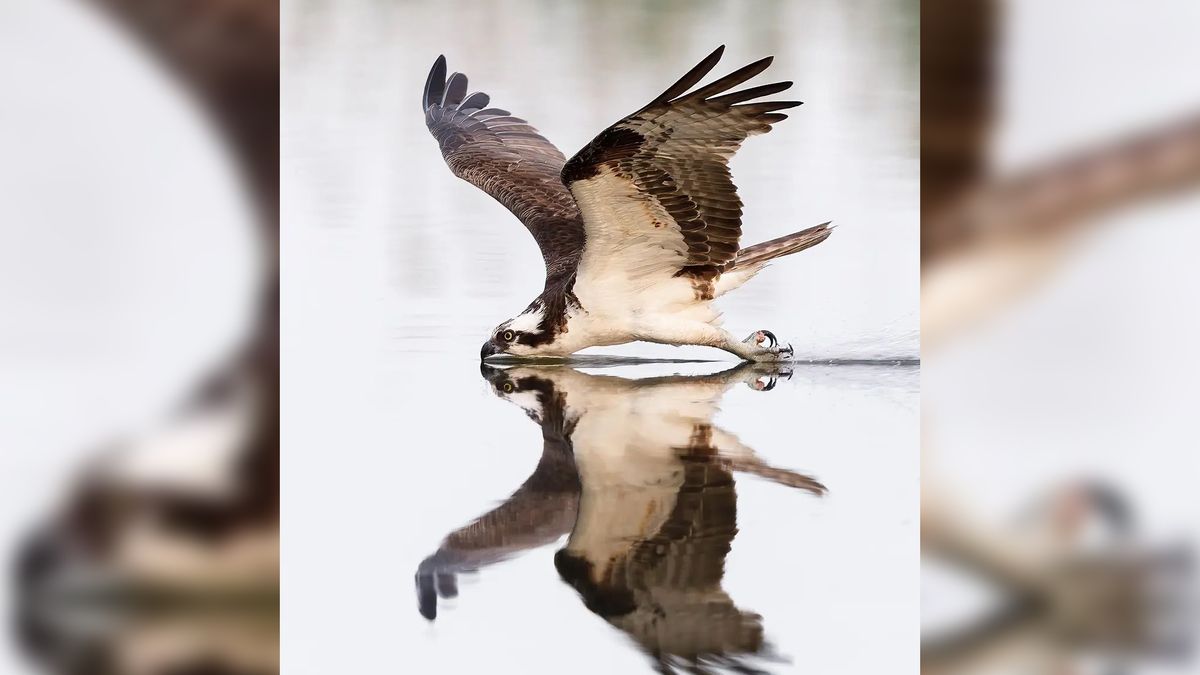 Zdjęcie jedno na milion. Ptak ujęty w idealnym momencie 1