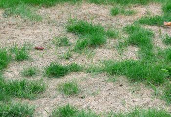 Wystarczy skrzynka. "Genialny sposób na dosiewkę trawy"