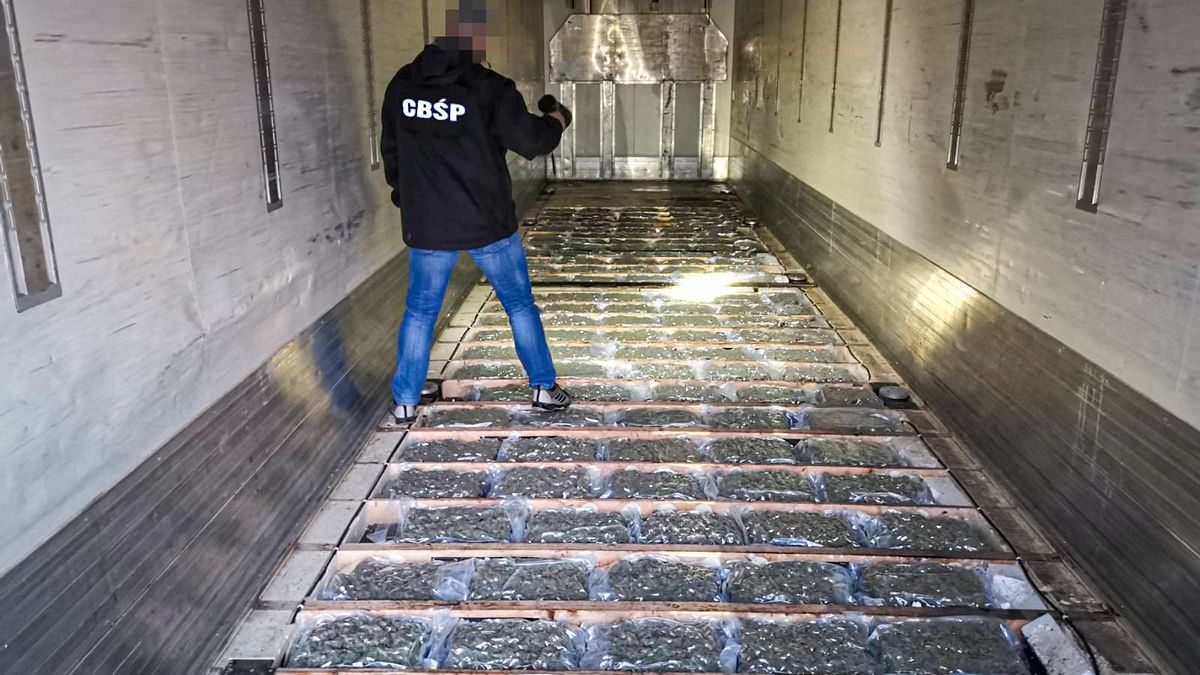 Marihuana ukryta była w skrytce pod podłogą naczepy. Oficjalnie ciężarówka przewoziła do Polski kalafiory.