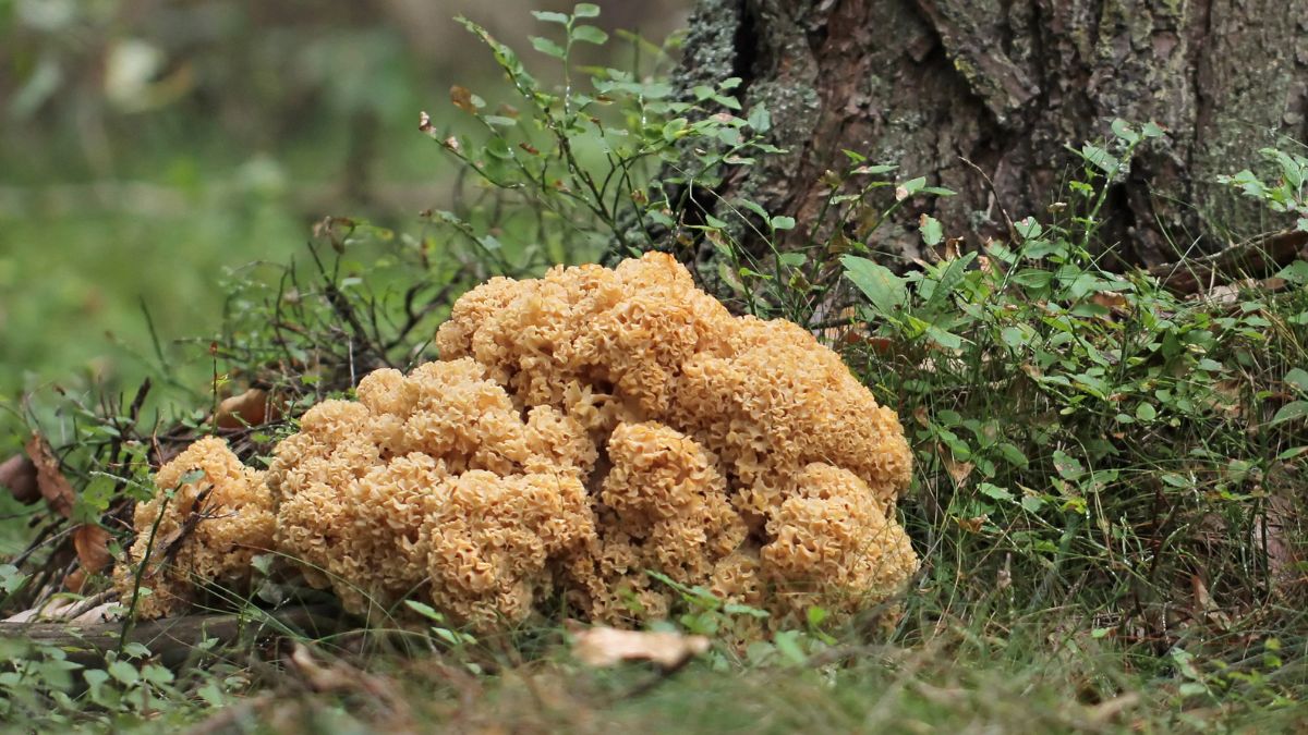 siedzuń sosnowy - wyjątkowy grzyb z polskich lasów