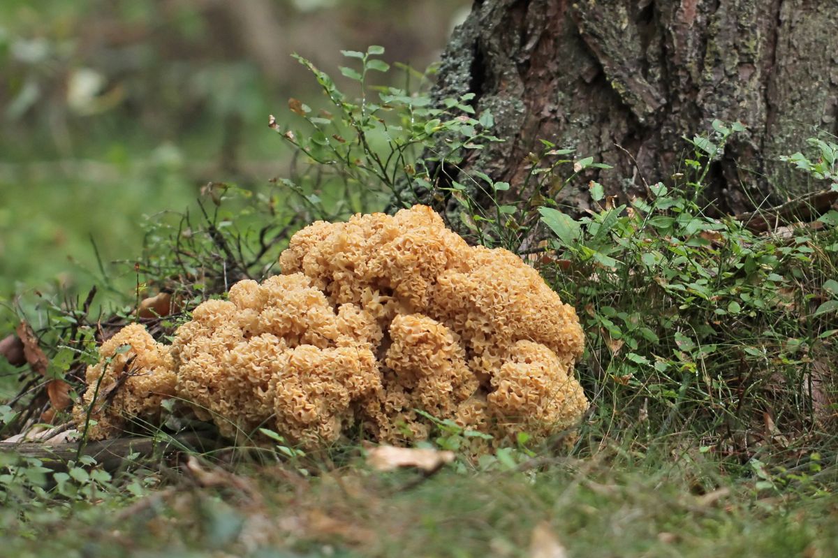 siedzuń sosnowy - wyjątkowy grzyb z polskich lasów
