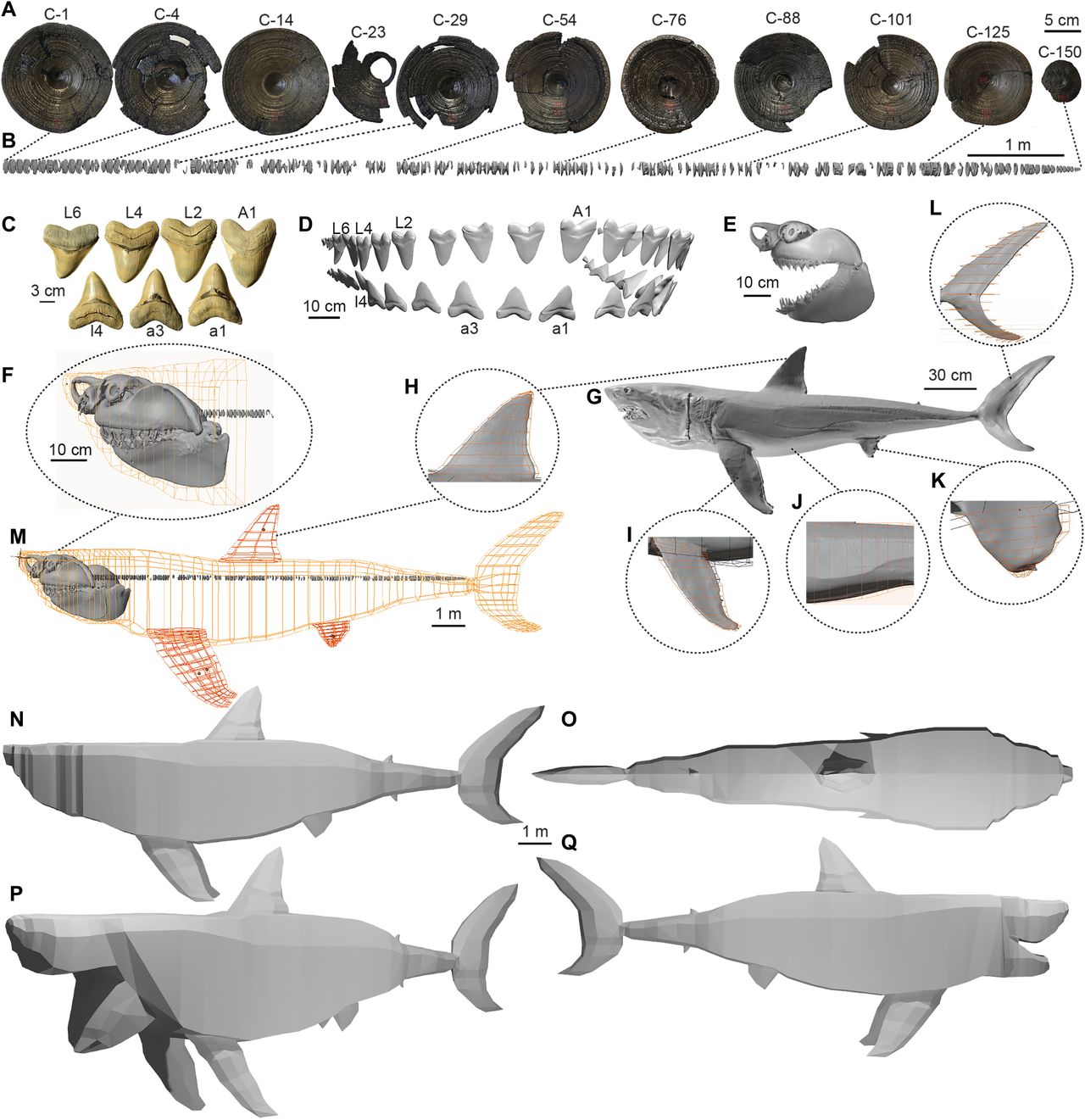 Trójwymiarowy model megalodona.