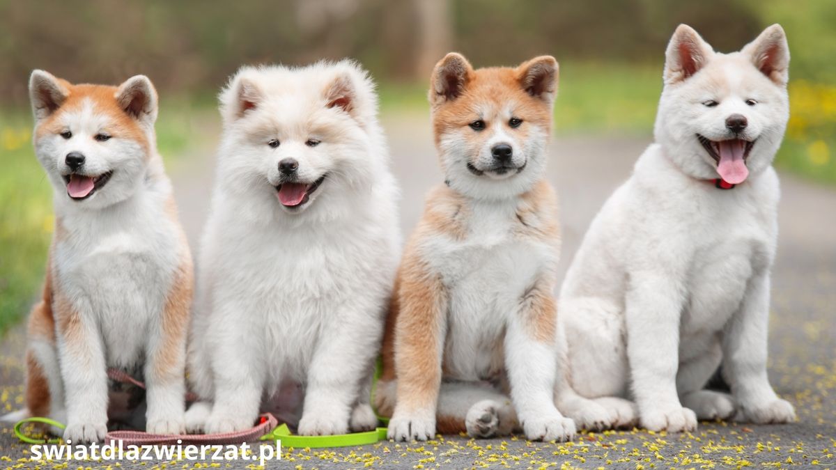 akita inu słodkie, puchate szczeniaczki