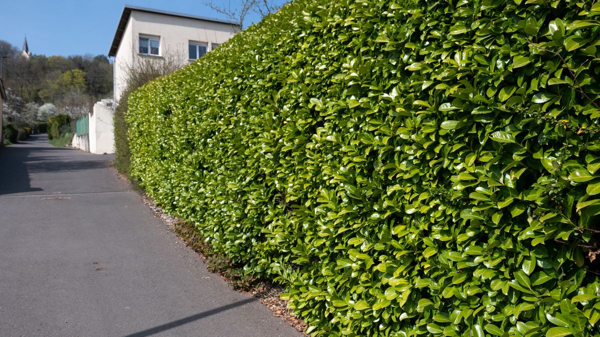 Laurowiśnia alternatywą dla tui