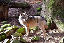 Niebezpiecznie? Myśliwi ostrzegają przed wilkami