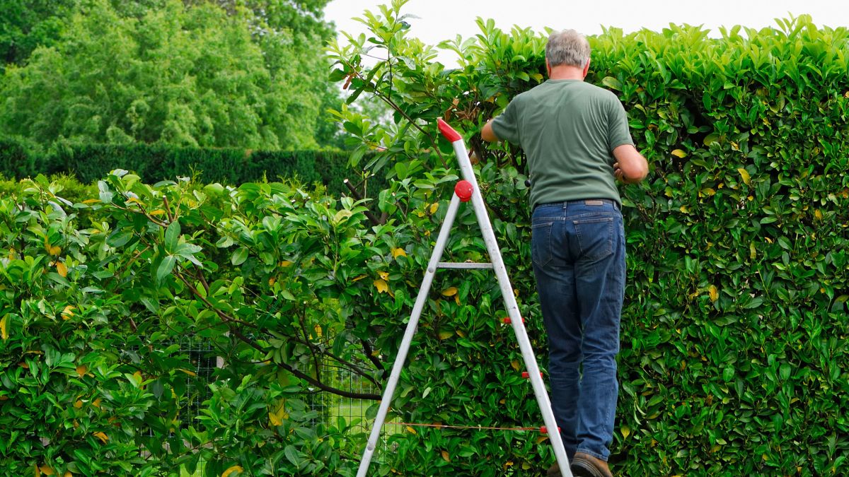 Mężczyzna przycina żywopłot
