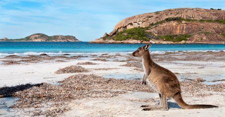 Australijczycy mają ich dość. Turystów z Europy zachwycają