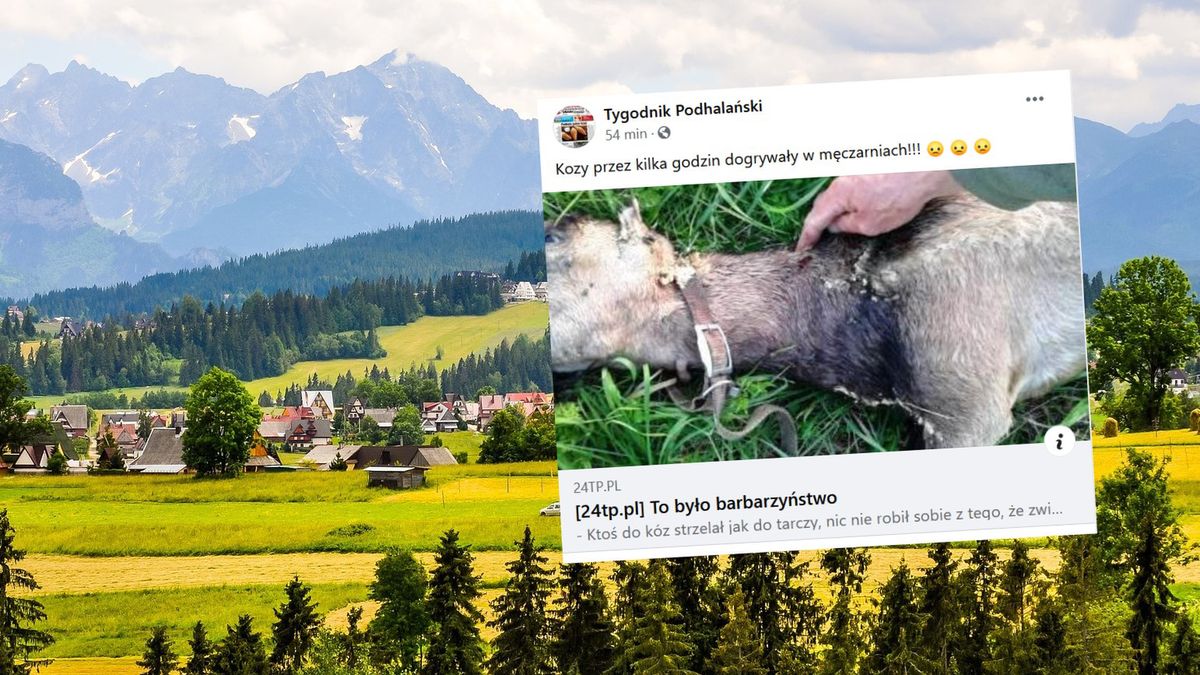  Nieznany sprawca zabił pięć kóz, a szóstą zabrał. 