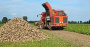Rolnicy: Uwaga na drony podczas żniw kukurydzy, słonecznika, buraków!