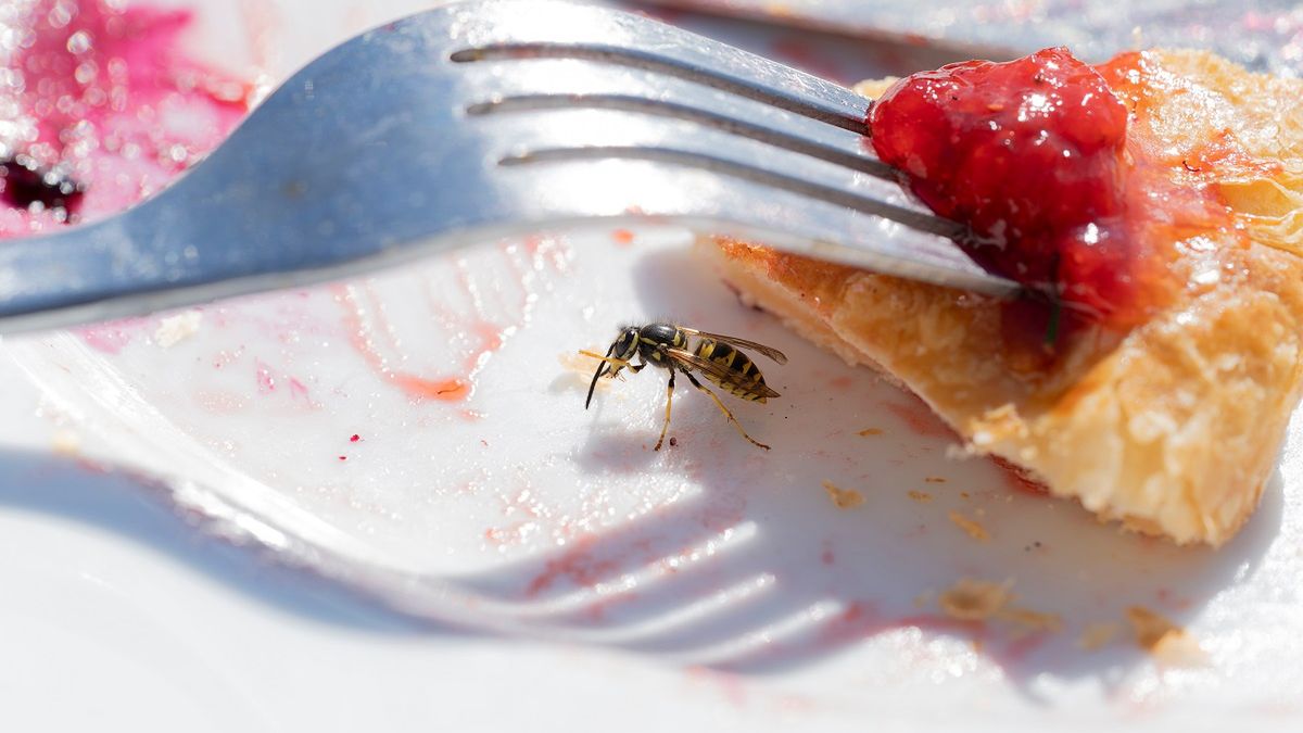 Są bardzo natrętne i łatwo je połknąć. Restauratorzy mają swoje triki, by odstraszyć osy