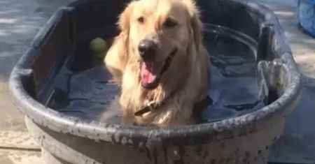 Pies adoptował sobie kolegę. Jego pan pokazał, co zastał w wannie
