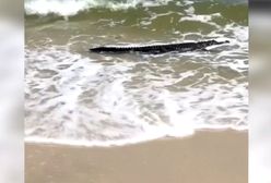 Bestia na plaży w USA. Turyści chwycili za telefony