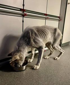 Wałbrzych. Suczka bez dostępu do wody, z odleżynami na ciele. "Skrajny dramat"