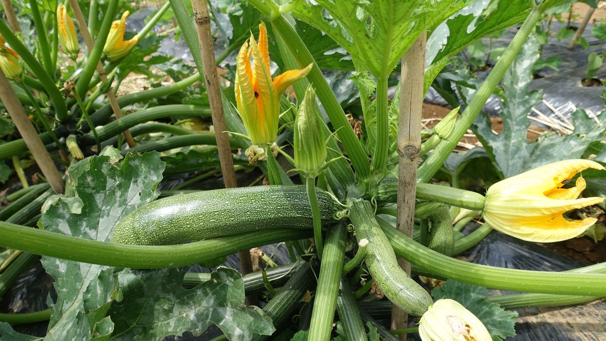 Cukinia to wszechstronne warzywo