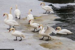 Ptasia grypa. WHO ostrzega o ryzyku przenoszenia się wirusa z człowieka na człowieka