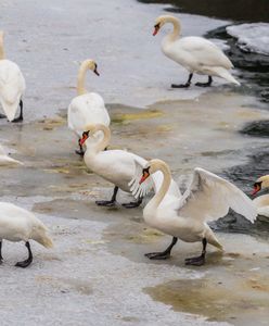Ptasia grypa. WHO ostrzega o ryzyku przenoszenia się wirusa z człowieka na człowieka