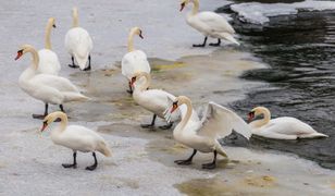 Ptasia grypa. WHO ostrzega o ryzyku przenoszenia się wirusa z człowieka na człowieka