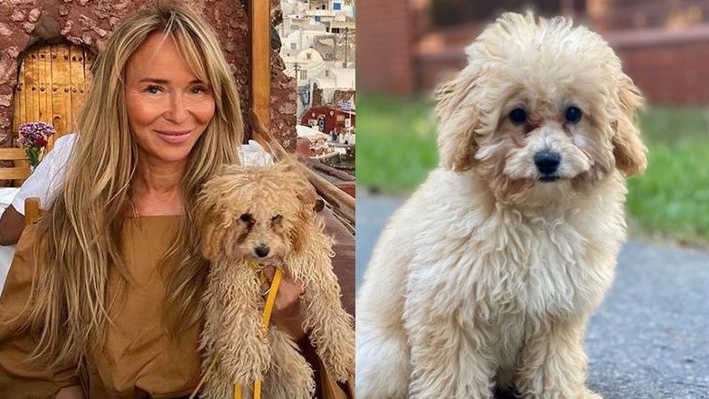 Internauci martwią się o zdrowie psa Joanny Przetakiewicz