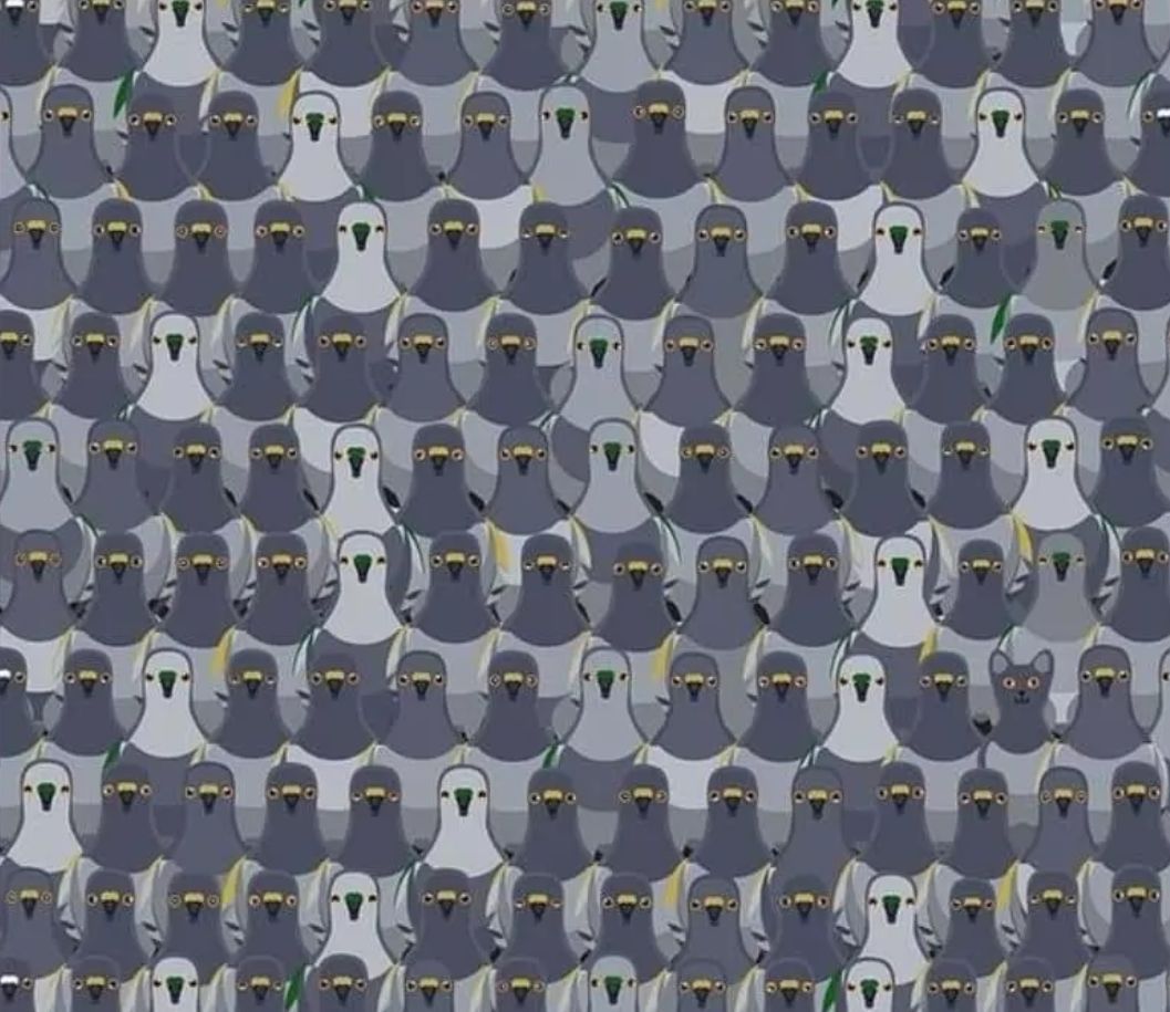 Znajdź kota w siedem sekund