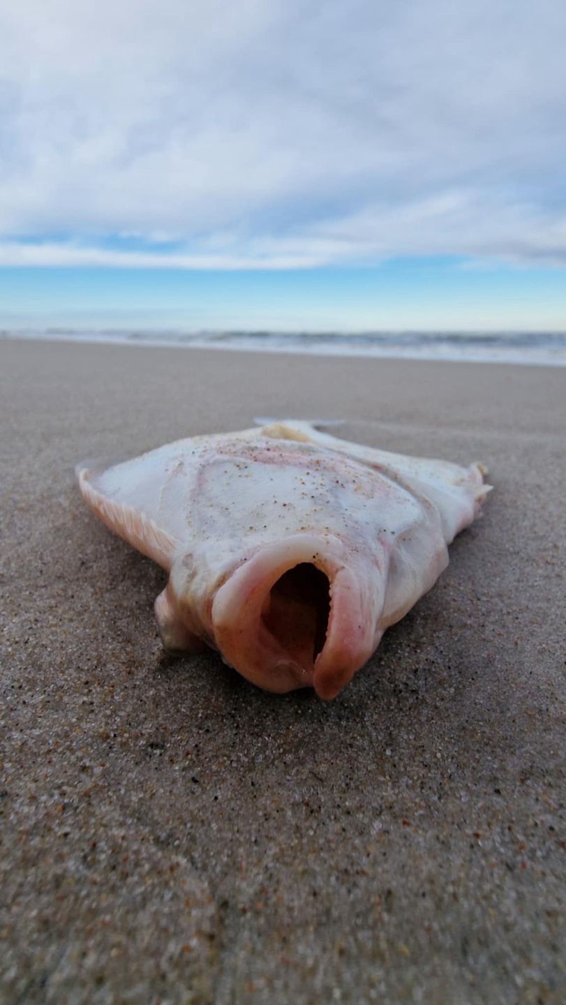Zaskakujący okaz ryby na polskiej plaży