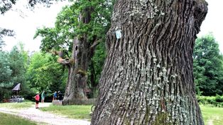 Górecko Kościelne w sercu Puszczy Solskiej. Warto wybrać się tam na majówkę
