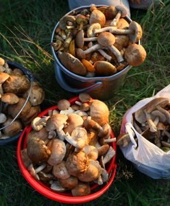 Nawet 100 złotych za kilogram. Sprawdzili, ile kosztują teraz grzyby