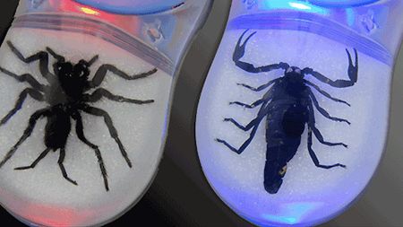 Myszka z tarantulą lub skorpionem w środku! 1