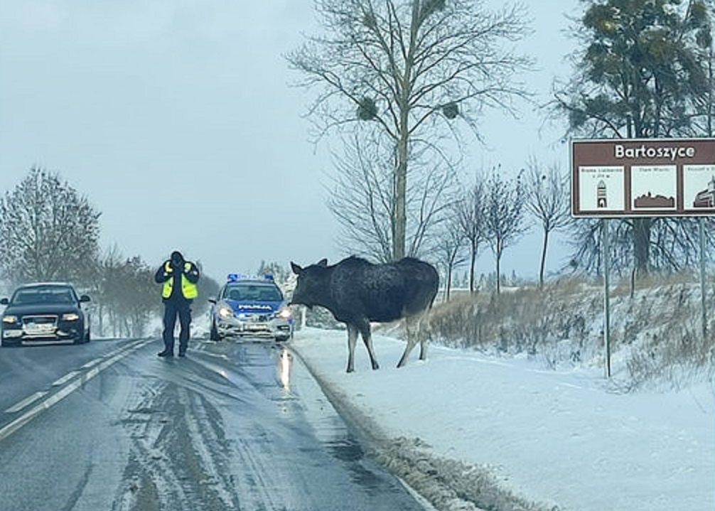 Lizał sól. Łoś zablokował drogę