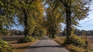 Gmina postawiła się drogowcom. Drzewa unikną piły
